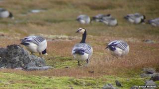 Barnacle Geese