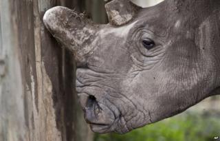 A female northern white rhino is seen in Kenya on 1 December 2014