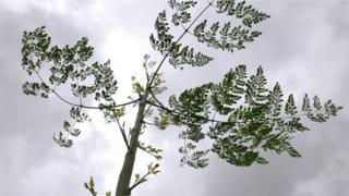 Moringa plant