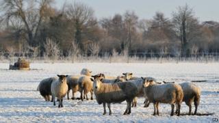 Sheep in a field in Hatton, Derbyshire, on 29 December