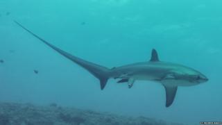Thresher shark