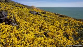 Common gorse