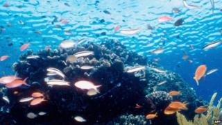 Great Barrier Reef