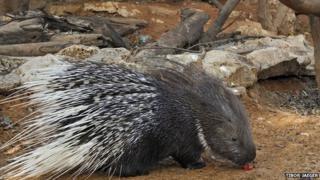 Dorit the porcupine