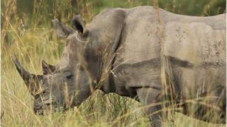 Rhino in Kruger
