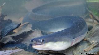 European eel (Anguilla anguilla)