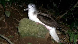 A streaked shearwater bird on Mikura Island