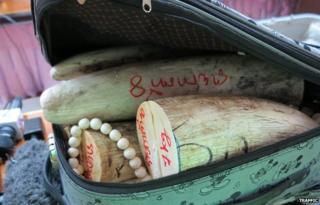 Ivory smuggled in a suitcase