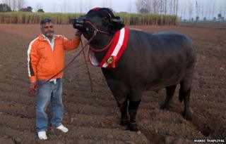 Yuvraj and Karamveer Singh