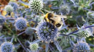 Flowers in gardens attract bees