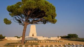 The Aleppo pine tree at the Australian War Memorial in Canberra