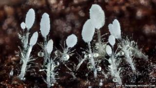Close-up of the Hirticlavula elegans fungus