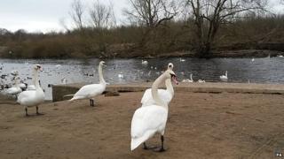 Chester-le-Street swans