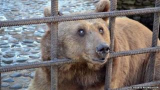 One of the bears sticking its head through the cage bars
