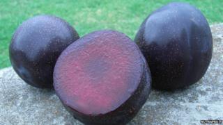 Three Queen Garnet plums on a rock