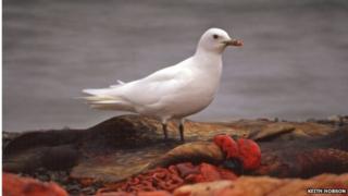Ivory gull