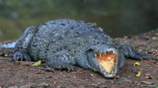 Crocodylus Acutus