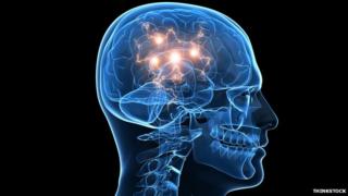 Brain