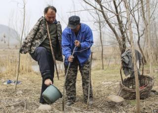 Planting the trees