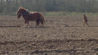 Horses on farmland