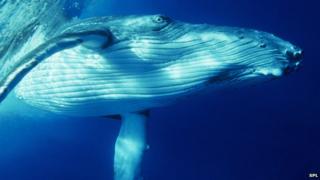 humpback whale