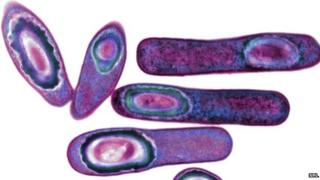 Clostridium difficile