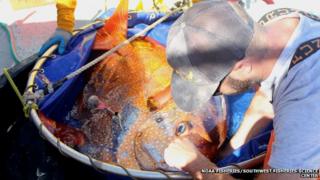 opah being tagged
