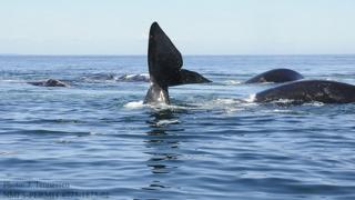 right whales
