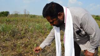 Indian farmer Bhaskar Deovalvar and a ruined cotton crop