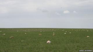 dead antelope