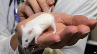 Lab mouse - file pic