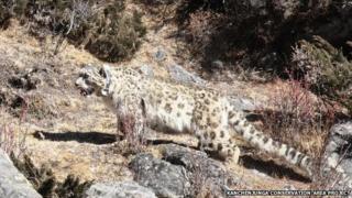 Snow leopard 08 June 2015