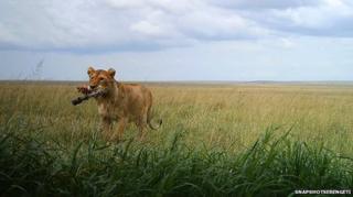 Lion with snack