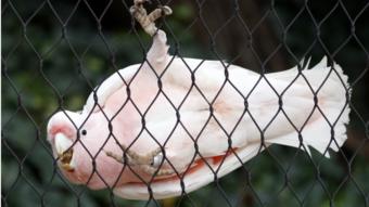 A cockatoo gnawing on a wire fence