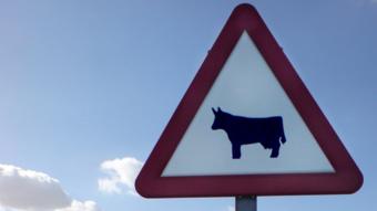 A road sign warning of bulls