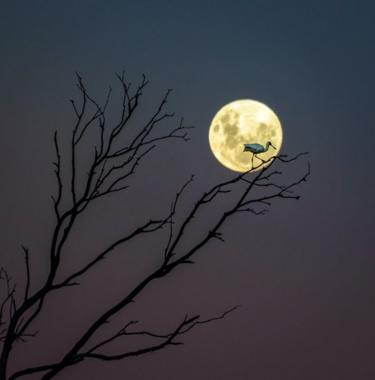 Un espátula real parado en las ramas de un árbol sin hojas, a la luz de la Luna