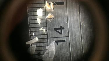 Microplastics under the microscope