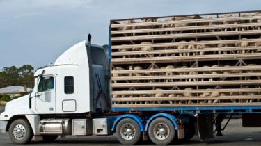 sheep in a lorry