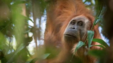 A photo of Pongo tapanuliensis, identified as a new species of orangutan, found on the Indonesian island of Sumatra where a small population inhabit its Batag Toru forest, 2 November 2017.