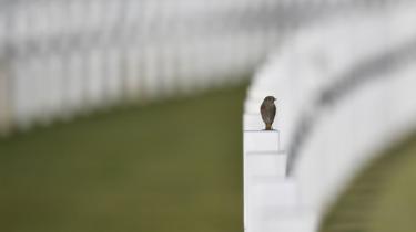 A bird stands on a white cross at the Sicily-Rome American cemetery in Nettuno on 2 November 2017. Pope Francis will celebrate a mass at the cemetery today and will visit the Fosse Ardeatine monument in Rome, the site of a mass execution in which 300 Italian civilians were killed by Nazi troops in 1944.