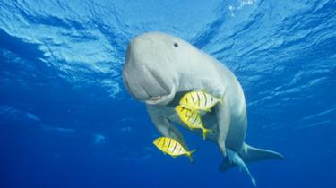 A dugong.