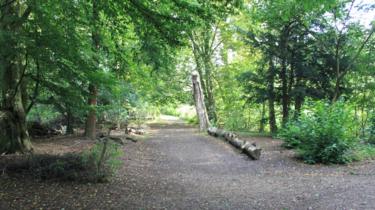 Wooded area at Hinchingbrooke Country Park.