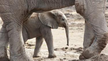 Mtoto wa Tembo kutoka jamii ya Loxodonta africana