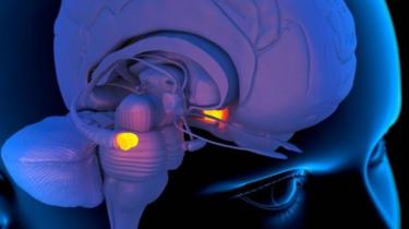 اللوزة الدماغية في المخ