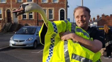 PC Payne with swan in 2017
