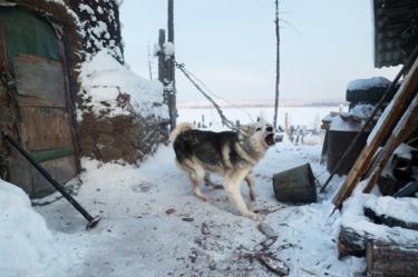 A dog keeps the entrance of the stables in a village farm. The dairy industry has become an important economic activity since the closure of the tin mine.