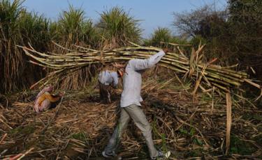 An Indian farmer carries sugarcane to load on a tractor