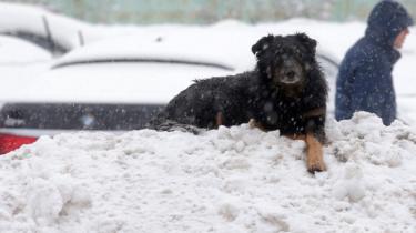 A man walks on a street covered with snow as a dog sits on a snowbank during heavy snowfall in Moscow, Russia, 3 February 2018