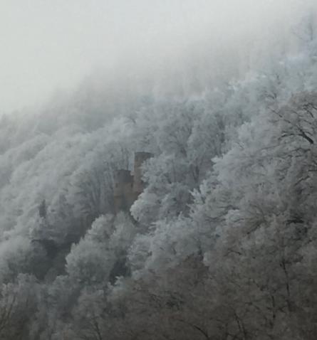 A frosty forest
