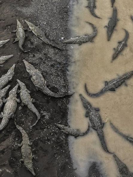 Crocodiles relaxing on the muddy banks of a river